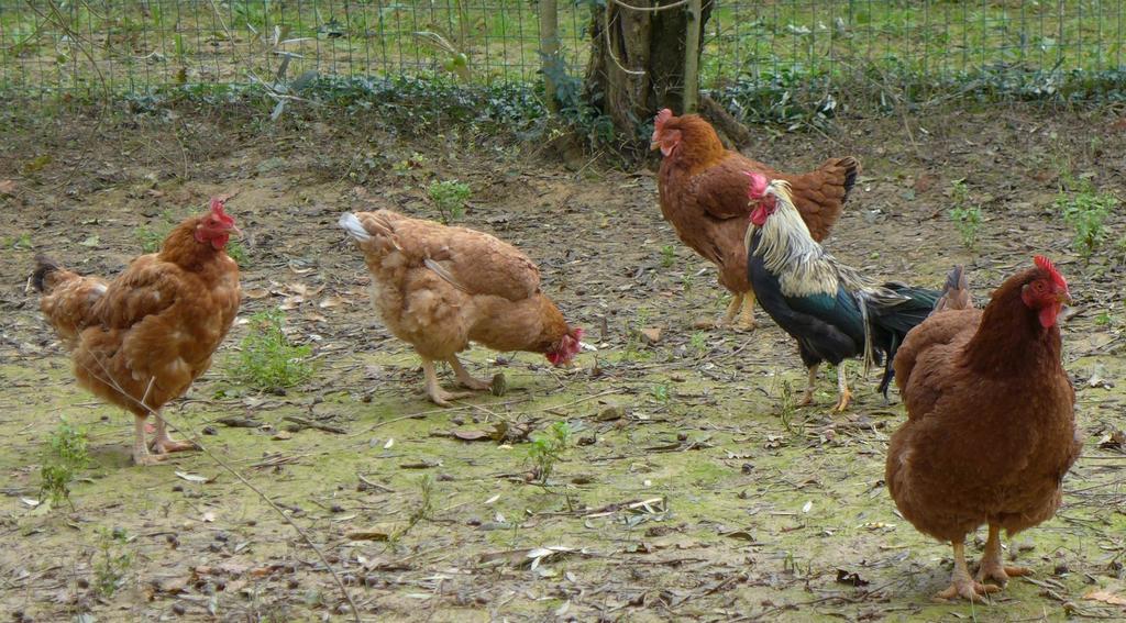 Agriturismo Colombino Farm stay Siena